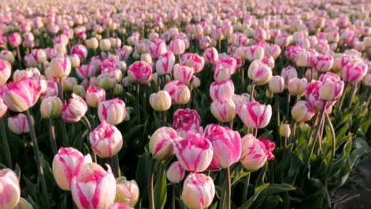 Flores Petalis para Jardín