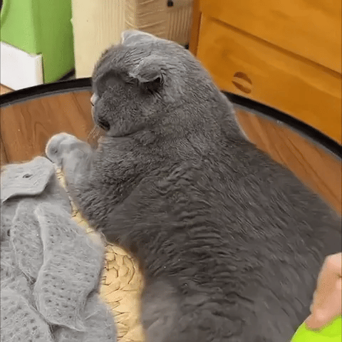 Cepillo de Vapor RelaxMascotas