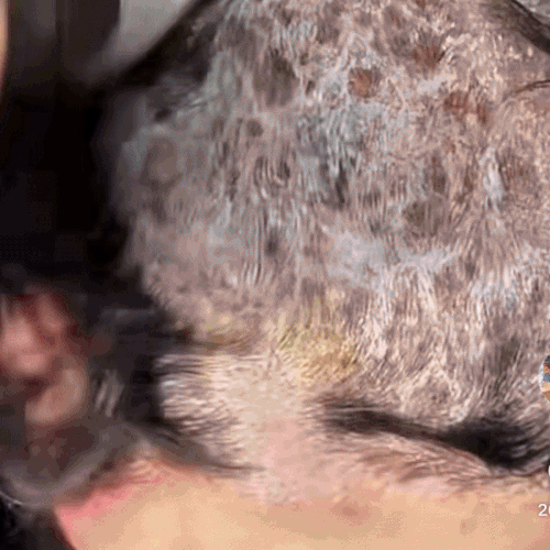 Shampoo Anticaspa Nippori Control Aceite