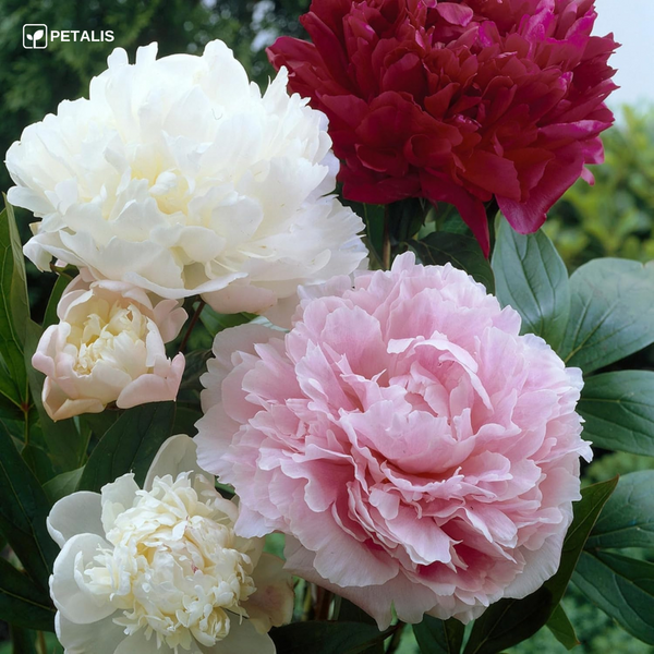 Flores Petalis para Jardín